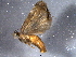  ( - BIOUG03023-C07)  @12 [ ] CreativeCommons - Attribution (2012) CBG Photography Group Centre for Biodiversity Genomics