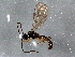  ( - BIOUG03112-C07)  @13 [ ] CreativeCommons - Attribution (2013) CBG Photography Group Centre for Biodiversity Genomics