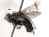  ( - BIOUG03165-C12)  @14 [ ] CreativeCommons - Attribution (2012) CBG Photography Group Centre for Biodiversity Genomics