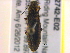 ( - BIOUG02742-E02)  @13 [ ] CreativeCommons - Attribution (2013) CBG Photography Group Centre for Biodiversity Genomics