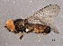  (Verrallia fasciata - BIOUG03274-B04)  @14 [ ] CreativeCommons - Attribution (2013) CBG Photography Group Centre for Biodiversity Genomics