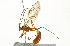  ( - BIOUG03460-A10)  @14 [ ] CreativeCommons - Attribution (2013) CBG Photography Group Centre for Biodiversity Genomics