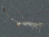  ( - BIOUG03436-A02)  @12 [ ] CreativeCommons - Attribution (2013) CBG Photography Group Centre for Biodiversity Genomics