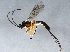  ( - BIOUG03542-H01)  @13 [ ] CreativeCommons - Attribution (2012) CBG Photography Group Centre for Biodiversity Genomics