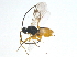  (Cotesia jft53 - BIOUG03662-B11)  @13 [ ] CreativeCommons - Attribution (2013) CBG Photography Group Centre for Biodiversity Genomics