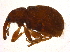  (Pseudanthonomus - BIOUG03751-E08)  @14 [ ] CreativeCommons - Attribution (2013) CBG Photography Group Centre for Biodiversity Genomics