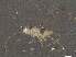  ( - BIOUG03755-G08)  @13 [ ] CreativeCommons - Attribution (2013) CBG Photography Group Centre for Biodiversity Genomics