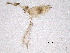  ( - BIOUG03796-D06)  @12 [ ] CreativeCommons - Attribution (2014) CBG Photography Group Centre for Biodiversity Genomics