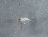  ( - BIOUG03666-F03)  @12 [ ] CreativeCommons - Attribution (2013) CBG Photography Group Centre for Biodiversity Genomics