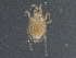  ( - BIOUG03759-F10)  @12 [ ] CreativeCommons - Attribution (2013) CBG Photography Group Centre for Biodiversity Genomics
