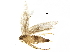  ( - BIOUG03128-F04)  @12 [ ] CreativeCommons - Attribution (2018) CBG Photography Group Centre for Biodiversity Genomics