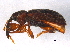  (Dorytomus laticollis - BIOUG03751-F06)  @15 [ ] CreativeCommons - Attribution (2014) CBG Photography Group Centre for Biodiversity Genomics