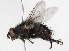  ( - BIOUG03804-G05)  @13 [ ] CreativeCommons - Attribution (2012) CBG Photography Group Centre for Biodiversity Genomics
