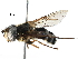  ( - BIOUG03804-G10)  @13 [ ] CreativeCommons - Attribution (2016) CBG Photography Group Centre for Biodiversity Genomics