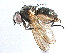  ( - BIOUG03847-D09)  @15 [ ] CreativeCommons - Attribution (2017) CBG Photography Group Centre for Biodiversity Genomics