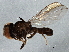 ( - BIOUG03840-D04)  @13 [ ] CreativeCommons - Attribution (2013) CBG Photography Group Centre for Biodiversity Genomics