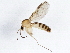  (Trichonta atricauda - BIOUG03847-G06)  @14 [ ] CreativeCommons - Attribution (2013) CBG Photography Group Centre for Biodiversity Genomics