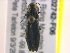  ( - BIOUG02742-F06)  @12 [ ] CreativeCommons - Attribution (2013) CBG Photography Group Centre for Biodiversity Genomics