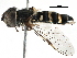  ( - BIOUG04106-C03)  @14 [ ] CreativeCommons - Attribution (2016) CBG Photography Group Centre for Biodiversity Genomics