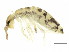  ( - BIOUG04104-G10)  @15 [ ] CreativeCommons - Attribution (2013) CBG Photography Group Centre for Biodiversity Genomics