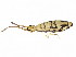  ( - BIOUG04104-H03)  @15 [ ] CreativeCommons - Attribution (2013) CBG Photography Group Centre for Biodiversity Genomics