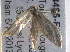 ( - BIOUG08485-F12)  @12 [ ] CreativeCommons - Attribution (2014) CBG Photography Group Centre for Biodiversity Genomics