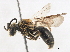  (Andrena spiraeana - BIOUG09053-H07)  @15 [ ] CreativeCommons - Attribution (2014) CBG Photography Group Centre for Biodiversity Genomics