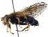  ( - BIOUG19252-H11)  @11 [ ] CreativeCommons - Attribution (2016) CBG Photography Group Centre for Biodiversity Genomics