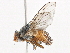  (Ceromya oriens - BIOUG19254-A04)  @15 [ ] CreativeCommons - Attribution (2015) CBG Photography Group Centre for Biodiversity Genomics