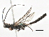  (Aplomerus - BIOUG19254-E07)  @14 [ ] CreativeCommons - Attribution (2015) CBG Photography Group Centre for Biodiversity Genomics