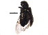 (Trichochrous - BIOUG19520-F11)  @14 [ ] CreativeCommons - Attribution (2015) CBG Photography Group Centre for Biodiversity Genomics
