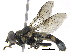 ( - BIOUG19698-E11)  @14 [ ] CreativeCommons - Attribution (2016) CBG Photography Group Centre for Biodiversity Genomics