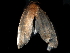  ( - BIOUG19767-D07)  @11 [ ] CreativeCommons - Attribution (2020) CBG Photography Group Centre for Biodiversity Genomics