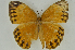  (Stichophthalma neumogeni - CNSAT-56)  @11 [ ] Copyright  (2021) Zhou Lin Northwest A&F University