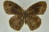  (Ypthima praenubila - CNSAT-71)  @11 [ ] Unspecified (default): All Rights Reserved  Unspecified Unspecified