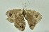  (Ypthima tappana - CNSAT-73)  @11 [ ] Unspecified (default): All Rights Reserved  Unspecified Unspecified