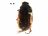  ( - BIOUG18955-F04)  @13 [ ] CreativeCommons - Attribution (2016) CBG Photography Group Centre for Biodiversity Genomics
