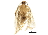  ( - BIOUG19010-C01)  @12 [ ] CreativeCommons - Attribution (2018) CBG Photography Group Centre for Biodiversity Genomics