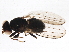  ( - BIOUG02745-B03)  @14 [ ] CreativeCommons - Attribution (2013) CBG Photography Group Centre for Biodiversity Genomics