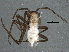  ( - BIOUG02749-B06)  @13 [ ] CreativeCommons - Attribution (2013) CBG Photography Group Centre for Biodiversity Genomics