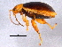  (Capraita thyamoides - BIOUG02756-D05)  @14 [ ] CreativeCommons - Attribution (2012) CBG Photography Group Centre for Biodiversity Genomics