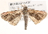  ( - BIOUG03744-C01)  @13 [ ] CreativeCommons - Attribution (2014) CBG Photography Group Centre for Biodiversity Genomics