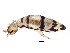  (Entomobrya ligata - BIOUG04016-E08)  @15 [ ] CreativeCommons - Attribution (2012) CBG Photography Group Centre for Biodiversity Genomics