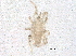  ( - BIOUG06925-B03)  @12 [ ] CreativeCommons - Attribution (2014) CBG Photography Group Centre for Biodiversity Genomics