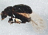  ( - BIOUG06798-C11)  @13 [ ] CreativeCommons - Attribution (2014) CBG Photography Group Centre for Biodiversity Genomics