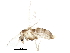  (Krenosmittia halvorseni - BIOUG16866-E05)  @13 [ ] CreativeCommons - Attribution (2015) CBG Photography Group Centre for Biodiversity Genomics