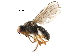  ( - BIOUG18203-G12)  @11 [ ] CreativeCommons - Attribution (2017) CBG Photography Group Centre for Biodiversity Genomics