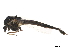  ( - BIOUG18205-G12)  @13 [ ] CreativeCommons - Attribution (2015) CBG Photography Group Centre for Biodiversity Genomics