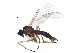  ( - BIOUG19203-B07)  @13 [ ] CreativeCommons - Attribution (2015) CBG Photography Group Centre for Biodiversity Genomics