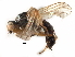  ( - BIOUG18794-C07)  @11 [ ] CreativeCommons - Attribution (2017) CBG Photography Group Centre for Biodiversity Genomics